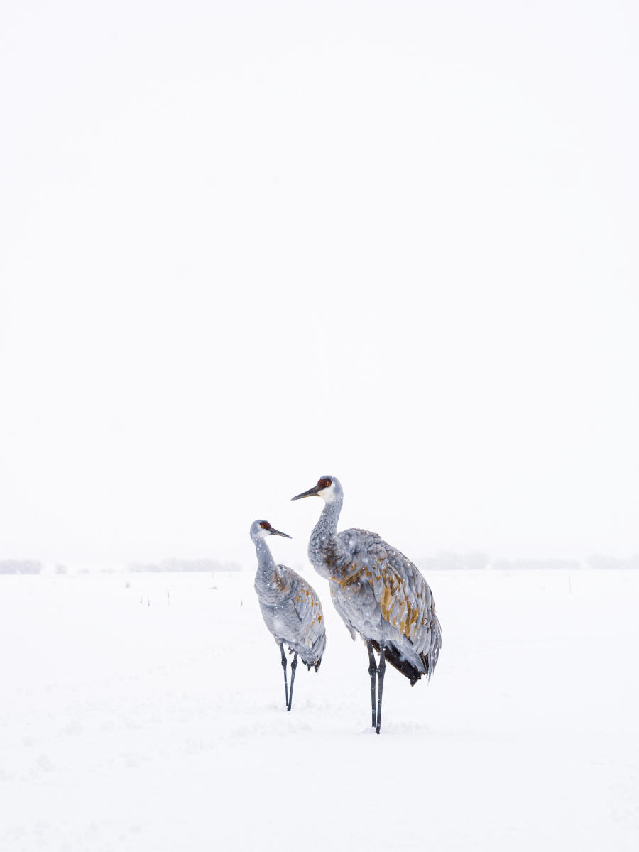 The Couple                         #4